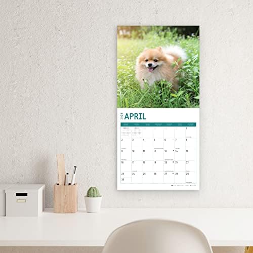 2023. Pomeranini zidni kalendar Svijetlog dana, 12x12 inča, simpatično obožavano pseće fotografije kućnih ljubimaca