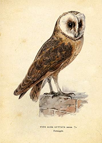 Inc Inc. Owl Ptičji otisci umjetnosti - set od 9 5x7 - neradano