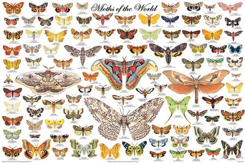 Moths of the World Plakat