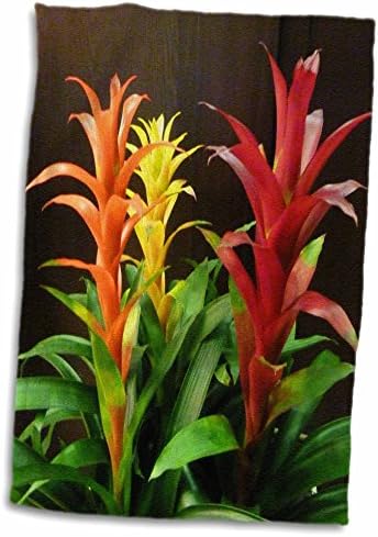 3Drose Florene makro biljke - šareni bromalaidi - ručnici