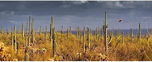 Pozadina staništa gmazova od 30 do 12 inča plavo nebo kaktus pustinja Gobi terarij pozadina vinil