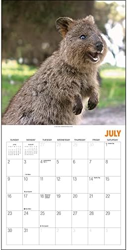 Quokkas: Najsretnije životinje na zemlji 2023. kalendar