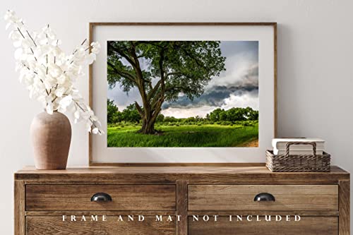 Fotografska fotografija Print Slika visokih stabla od pamučnog drveta i olujnih oblaka na proljetni dan u Teksasu Nature Wall Art Farmhouse
