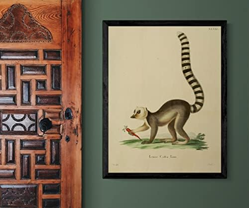 Lemur s prstenastim repom, majmun primat, vintage dekor kabineta za divlje životinje, Zoologija, Antikna ilustracija, poster s printom